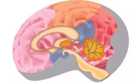 每天早晚活動一次,防止腦衰老、腦萎縮,方法很簡單,今天才知道