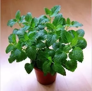 衛生間放一盆這個花,再也沒有異味了,蚊蟲也不見了