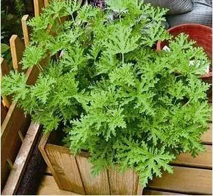 衛生間放一盆這個花,再也沒有異味了,蚊蟲也不見了