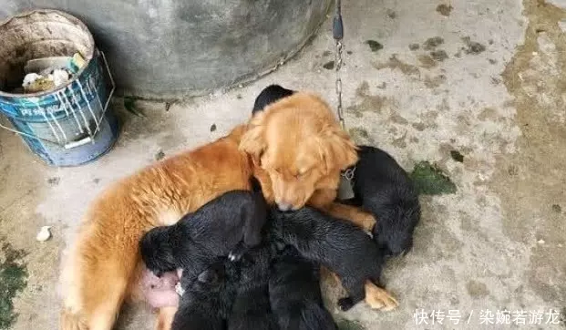 老闆上廁所去了,金毛替他看菜攤,老闆回來看到這一幕笑哭