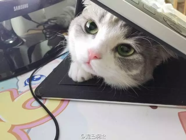 要什麼我們都給你~ 天使臉小貓咪「一個表情」就萌殺全網