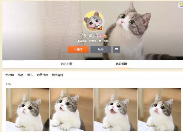 要什麼我們都給你~ 天使臉小貓咪「一個表情」就萌殺全網