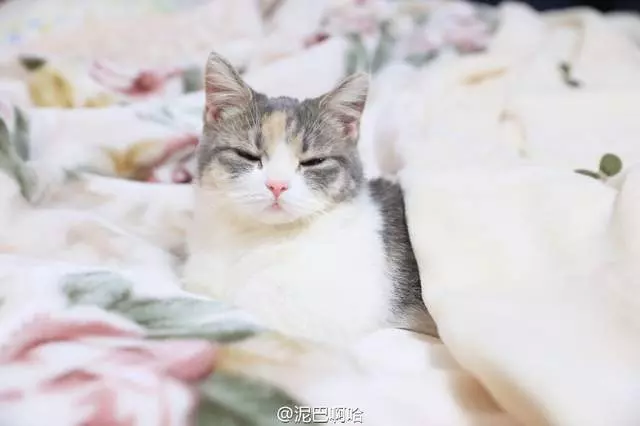 要什麼我們都給你~ 天使臉小貓咪「一個表情」就萌殺全網