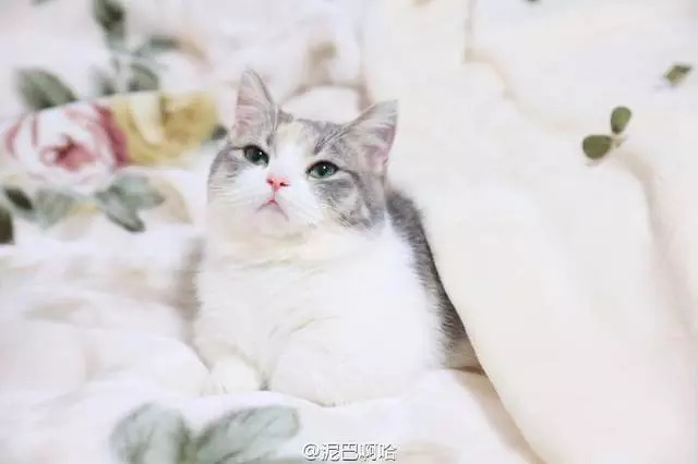 要什麼我們都給你~ 天使臉小貓咪「一個表情」就萌殺全網