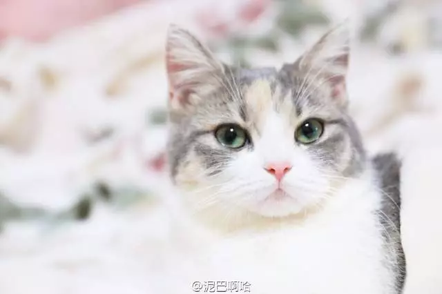 要什麼我們都給你~ 天使臉小貓咪「一個表情」就萌殺全網