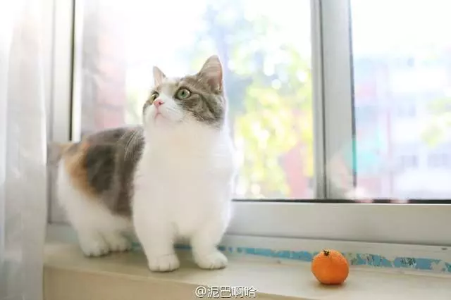 要什麼我們都給你~ 天使臉小貓咪「一個表情」就萌殺全網