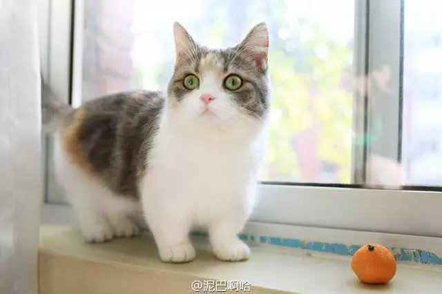 要什麼我們都給你~ 天使臉小貓咪「一個表情」就萌殺全網