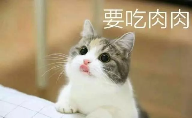 要什麼我們都給你~ 天使臉小貓咪「一個表情」就萌殺全網