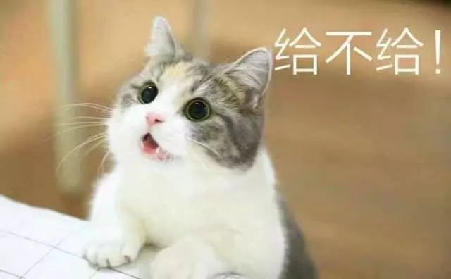 要什麼我們都給你~ 天使臉小貓咪「一個表情」就萌殺全網