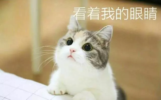 要什麼我們都給你~ 天使臉小貓咪「一個表情」就萌殺全網