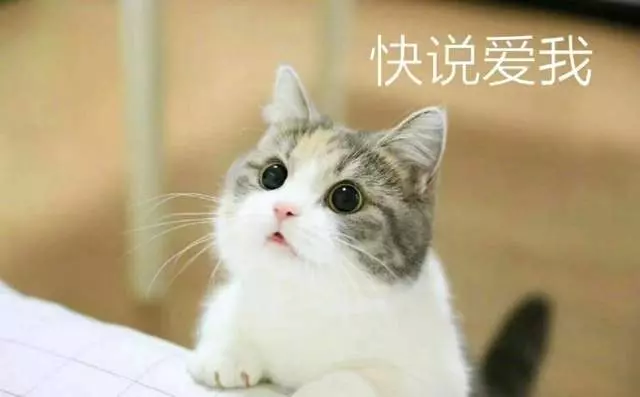 要什麼我們都給你~ 天使臉小貓咪「一個表情」就萌殺全網