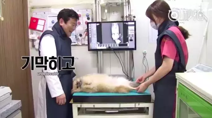 狗狗把自己當人類最愛躺平睡 主人擔心求醫...「治療方式」萌翻了