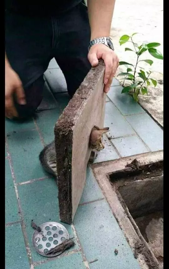 貓咪的頭卡在了下水道蓋子上,看到它那委屈的表情,原諒我笑了!