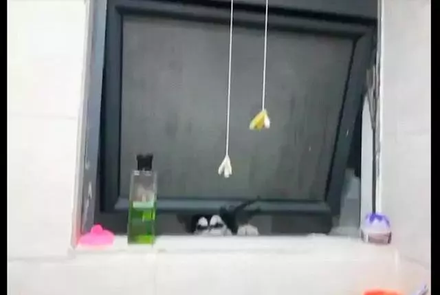 網友洗澡時聽到窗戶邊有聲音,仔細一瞧原來有隻哈士奇在偷看呢!