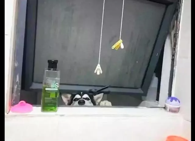 網友洗澡時聽到窗戶邊有聲音,仔細一瞧原來有隻哈士奇在偷看呢!