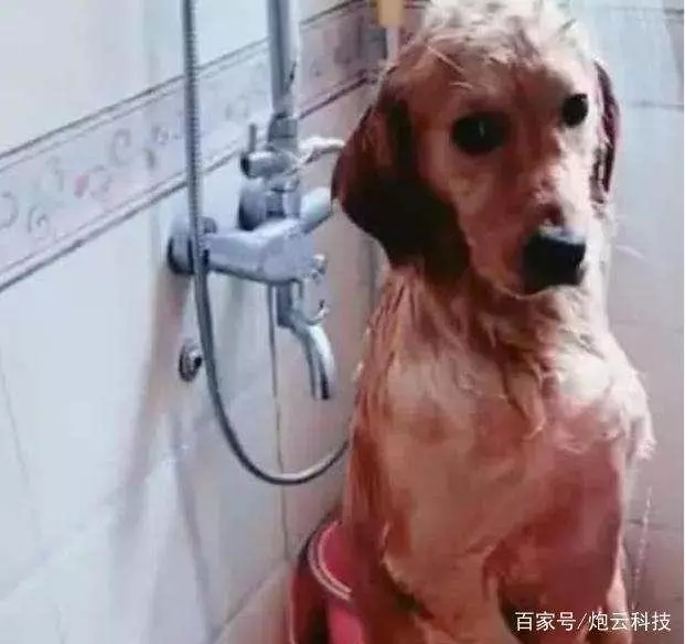 網友洗澡時聽到窗戶邊有聲音,仔細一瞧原來有隻哈士奇在偷看呢!