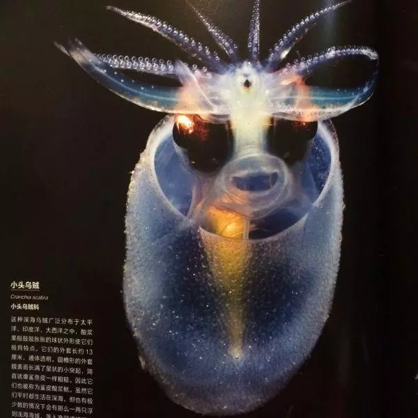 精選一組有趣的圖,動圖能催眠嗎?
