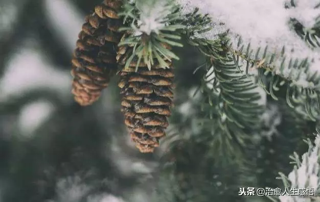 做人,彆強求,別將就!(深刻)