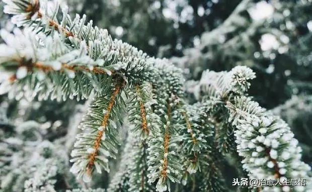 做人,彆強求,別將就!(深刻)