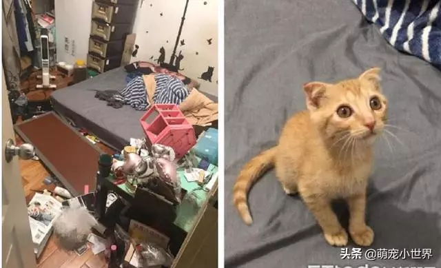 房間被貓咪炸彈炸過,化妝品地上滾全身鏡陣亡,兇手還賣萌裝乖