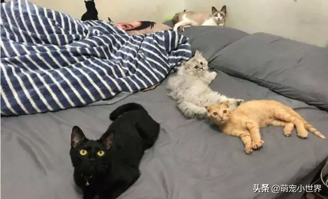 房間被貓咪炸彈炸過,化妝品地上滾全身鏡陣亡,兇手還賣萌裝乖