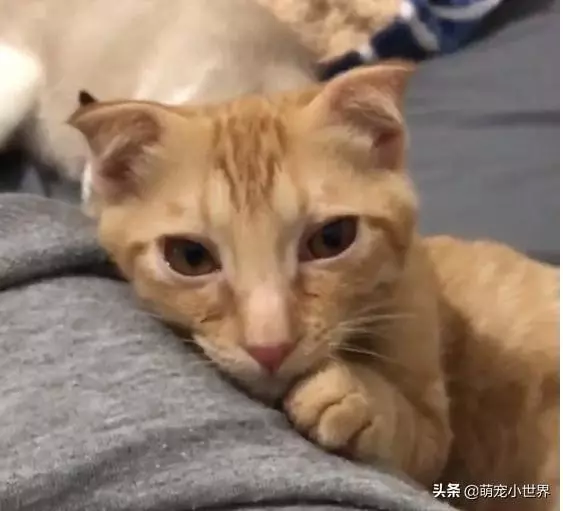 房間被貓咪炸彈炸過,化妝品地上滾全身鏡陣亡,兇手還賣萌裝乖