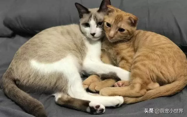 房間被貓咪炸彈炸過,化妝品地上滾全身鏡陣亡,兇手還賣萌裝乖