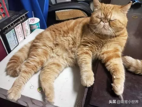 聽聞群貓打架聲找誰是兇手,橘貓眯眼裝睡但手上的證據露餡啦