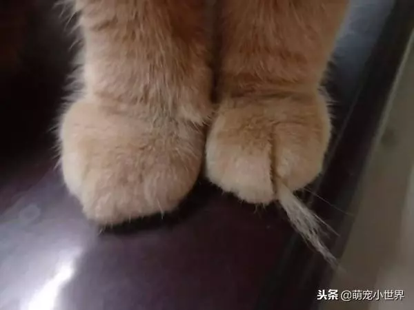 聽聞群貓打架聲找誰是兇手,橘貓眯眼裝睡但手上的證據露餡啦