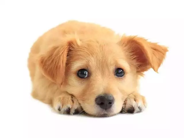 我們來聊聊,狗狗犯錯該不該打?