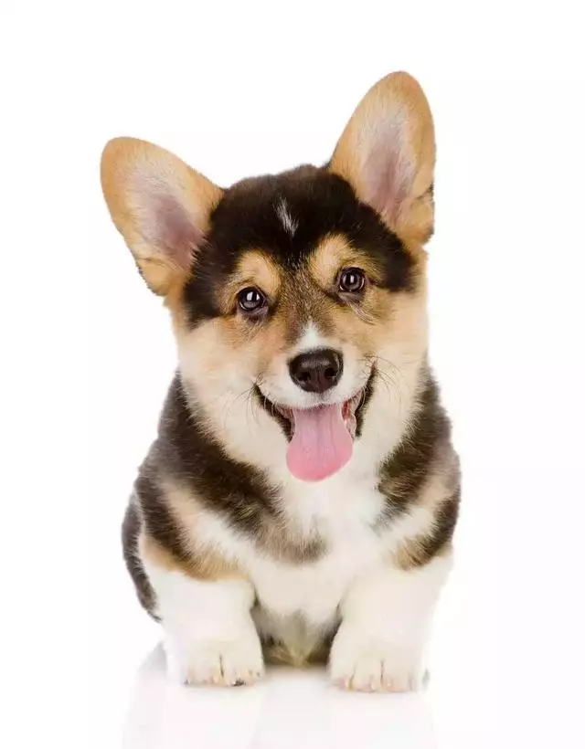 我們來聊聊,狗狗犯錯該不該打?