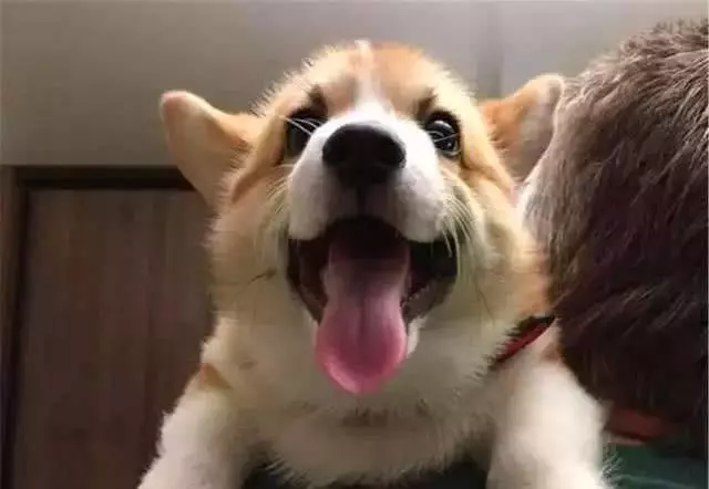 我們來聊聊,狗狗犯錯該不該打?