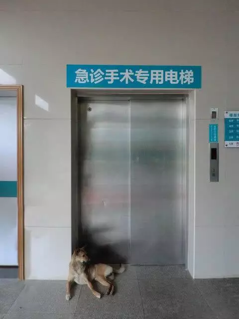 忠心土狗守在醫院1個月等候生病主人,只為報主人收養7天之恩