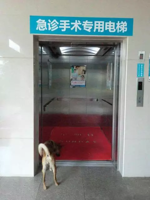忠心土狗守在醫院1個月等候生病主人,只為報主人收養7天之恩