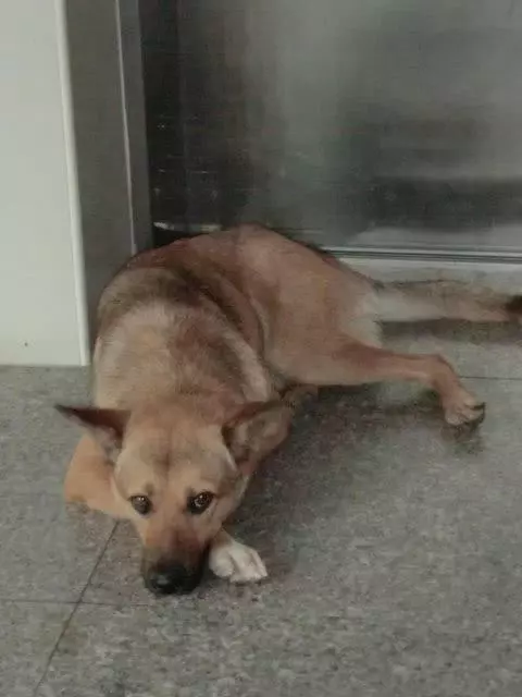 忠心土狗守在醫院1個月等候生病主人,只為報主人收養7天之恩