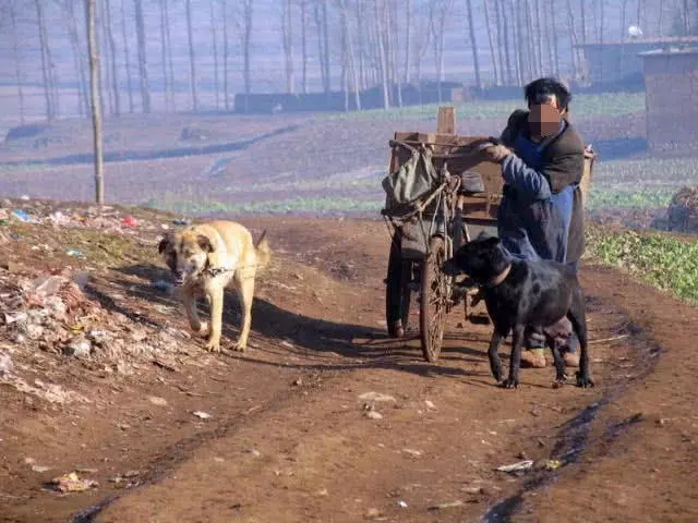 聰明土狗會報恩每天拉車陪主人打掃垃圾掙錢,一半的工資是狗掙得