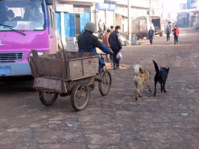 聰明土狗會報恩每天拉車陪主人打掃垃圾掙錢,一半的工資是狗掙得