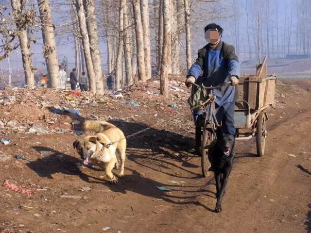 聰明土狗會報恩每天拉車陪主人打掃垃圾掙錢,一半的工資是狗掙得