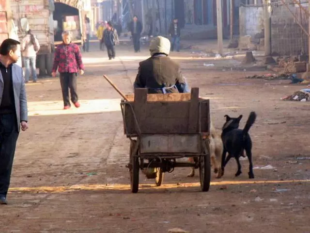 聰明土狗會報恩每天拉車陪主人打掃垃圾掙錢,一半的工資是狗掙得