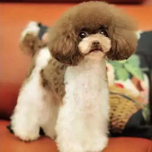 貴賓犬6種常見疾病的防治