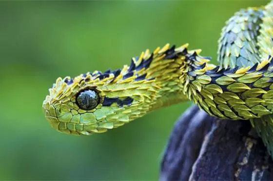 見過「這種蛇」嗎?好邪惡的生物~(各種罕見物種大盤點!)
