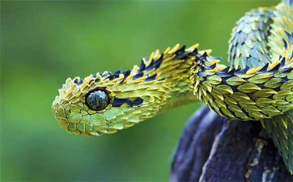 見過「這種蛇」嗎?好邪惡的生物~(各種罕見物種大盤點!)