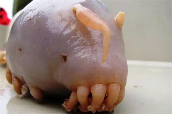 見過「這種蛇」嗎?好邪惡的生物~(各種罕見物種大盤點!)