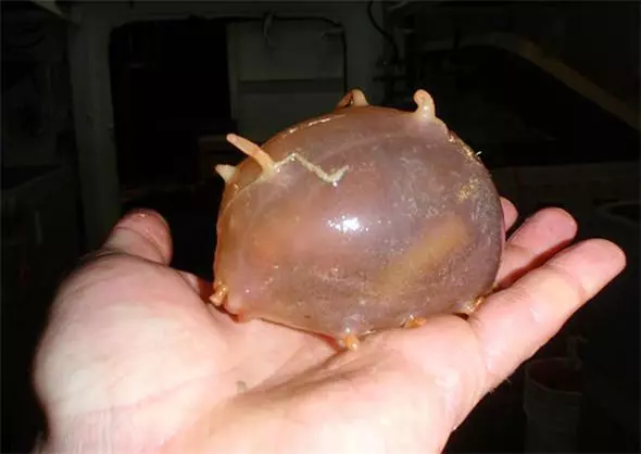 見過「這種蛇」嗎?好邪惡的生物~(各種罕見物種大盤點!)