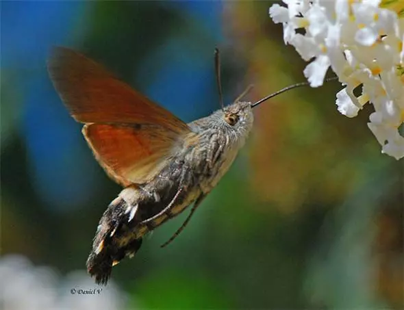 見過「這種蛇」嗎?好邪惡的生物~(各種罕見物種大盤點!)