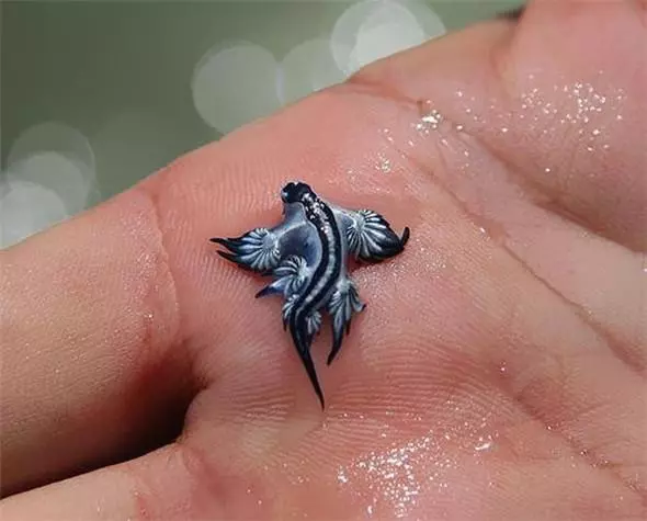 見過「這種蛇」嗎?好邪惡的生物~(各種罕見物種大盤點!)