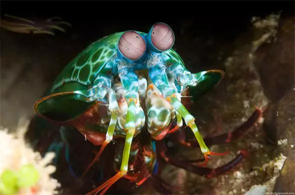見過「這種蛇」嗎?好邪惡的生物~(各種罕見物種大盤點!)