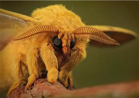 見過「這種蛇」嗎?好邪惡的生物~(各種罕見物種大盤點!)