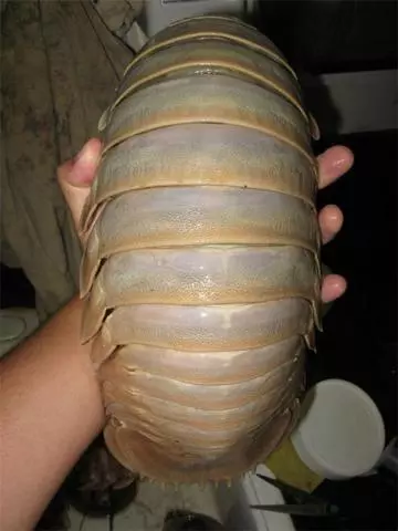 見過「這種蛇」嗎?好邪惡的生物~(各種罕見物種大盤點!)