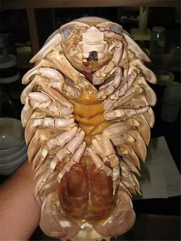 見過「這種蛇」嗎?好邪惡的生物~(各種罕見物種大盤點!)